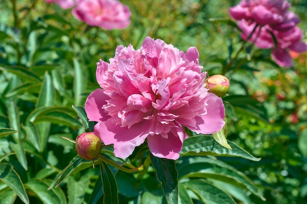 Grande peonia rosa nel giardino estivo