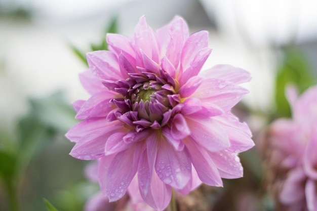 Grande peonia rosa su uno sfondo di foglie verdi