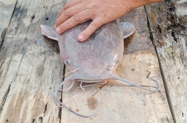 Grande pesce gatto sul tavolo di legno