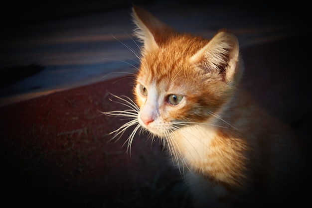 Grande piano del muso di un piccolo gattino rosso triste