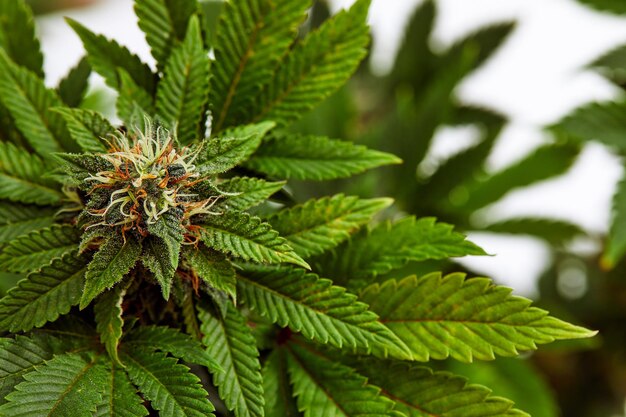 Grande pianta di cannabis frondosa con germogli di marijuana isolati da sfondo bianco