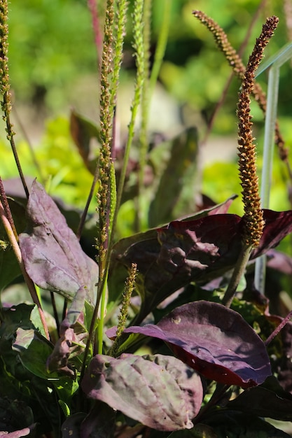 grande piantaggine viola scuro nel giardino botanico