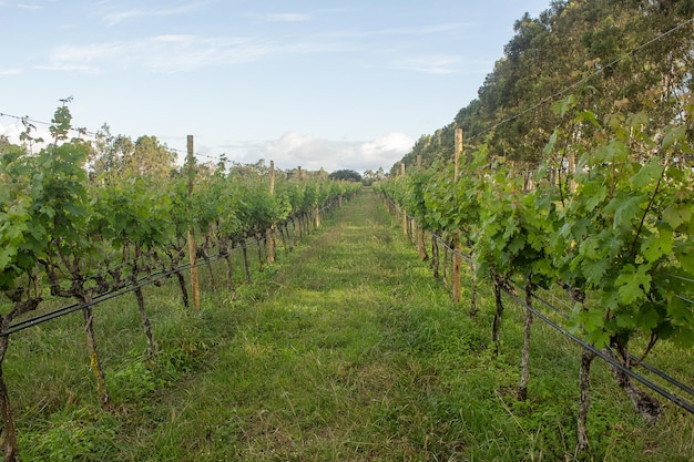 Grande piantagione di uva nel tardo pomeriggio