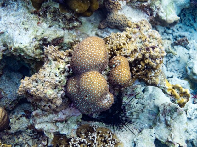 Grande pietra cerebrale di corallo in mare