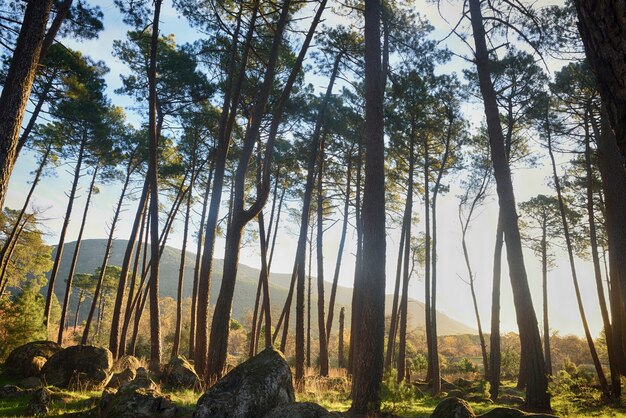 Grande pineta all'alba in montagna