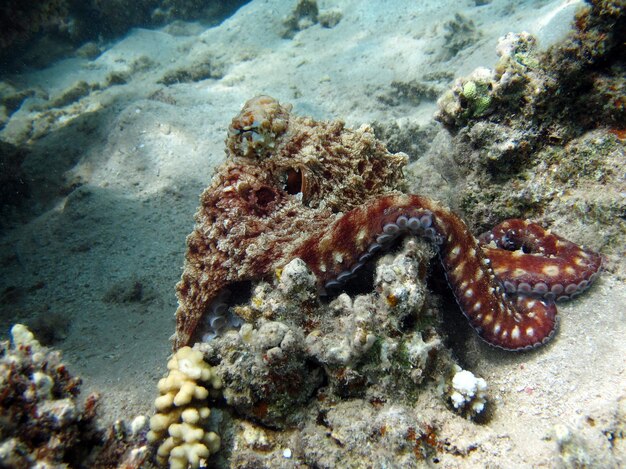 Grande polpo blu (Octopus cyanea) Polpo. Big Blue Octopus sulle scogliere del Mar Rosso.