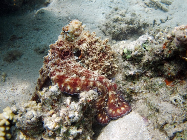 Grande polpo blu (Octopus cyanea) Polpo. Big Blue Octopus sulle scogliere del Mar Rosso.