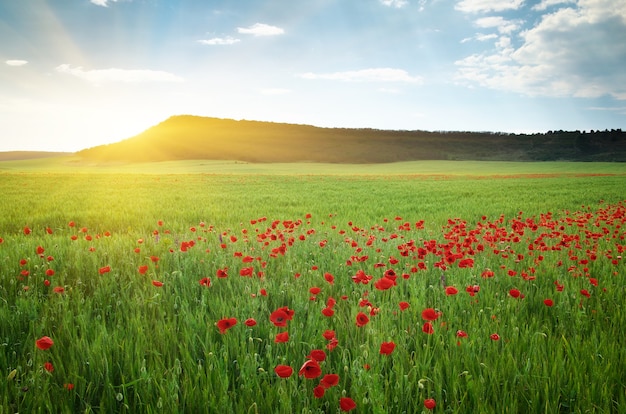 Grande prato di papaveri. Composizione della natura.