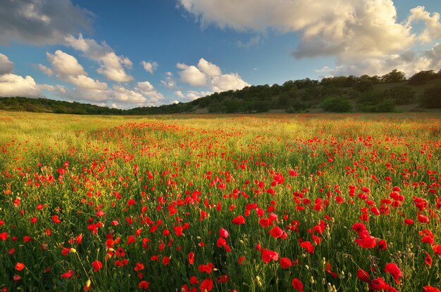 Grande prato di papaveri Composizione nella natura primaverile