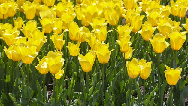 Grande prato di tulipani gialli in fiore freschi da vicino