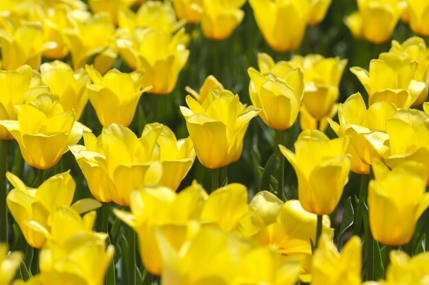 Grande prato di tulipani gialli in fiore freschi da vicino