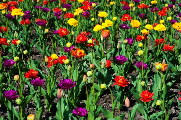 Grande quantità di tulipani rossi. tulipani nel tipico paesaggio