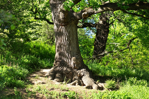 Grande quercia nel parco di estate