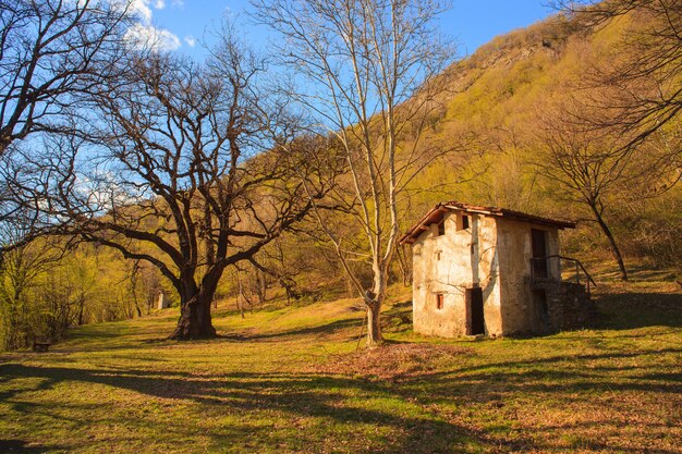 Grande quercia