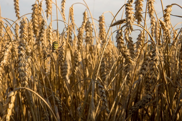 Grande ragno giallo tra spighe di grano