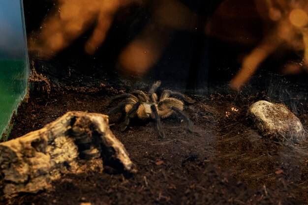 Grande ragno marrone in un primo piano del terrario