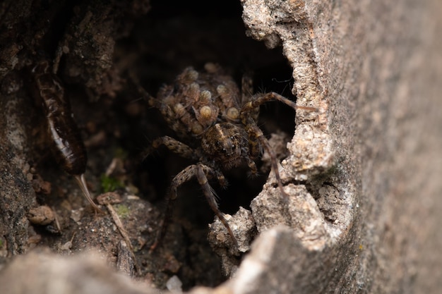Grande ragno marrone spaventoso nel suo buco in un tronco d'albero con covata