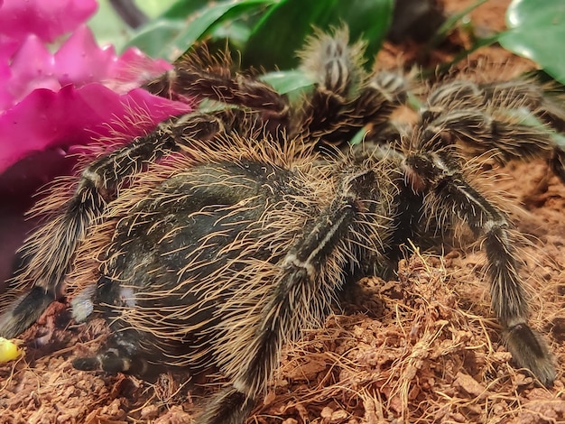 Grande ragno tarantola lanuginoso nero da vicino