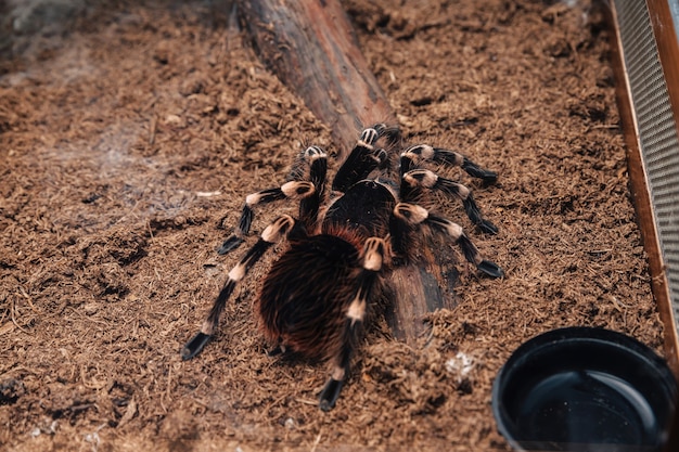 Grande ragno tarantola su una copertura di terra in un terrario.