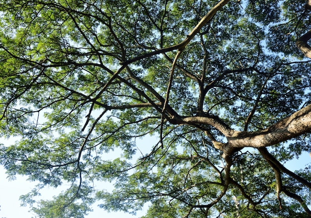 grande ramo di un albero in natura, Thailandia