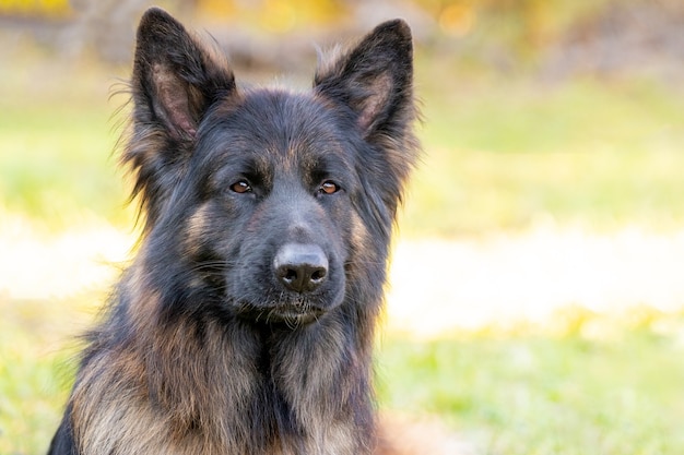 Grande razza di cane shaggy pastore tedesco da vicino su sfondo sfocato, ritratto di cane