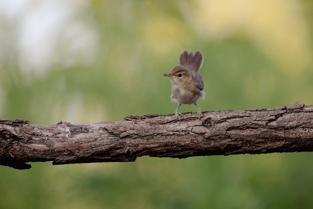 Grande reed warbler Acrocephalus arundinaceus un bellissimo uccello su un albero