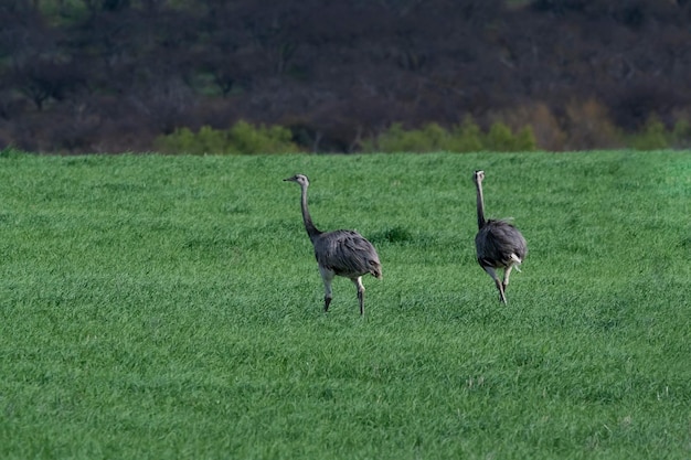 Grande Rhea Rhea americana nell'ambiente rurale della Pampa Provincia di La Pampa Brasile