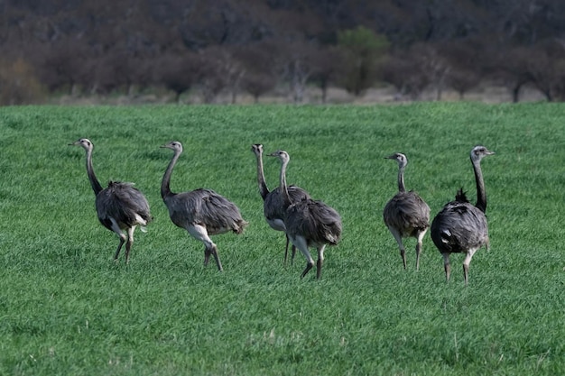 Grande Rhea Rhea americana nell'ambiente rurale della Pampa Provincia di La Pampa Brasile