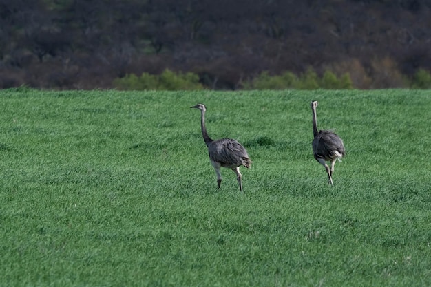 Grande Rhea Rhea americana nell'ambiente rurale della Pampa Provincia di La Pampa Brasile