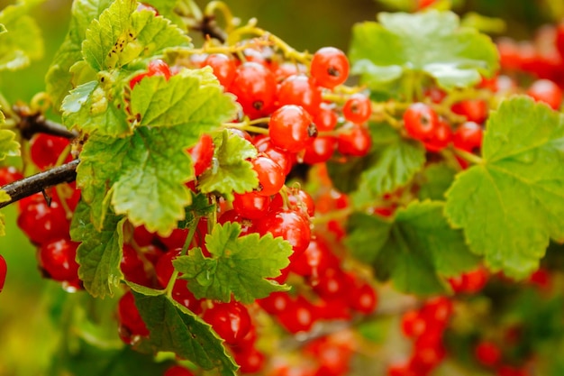 Grande ribes rosso maturo Ribes saporito nel giardino