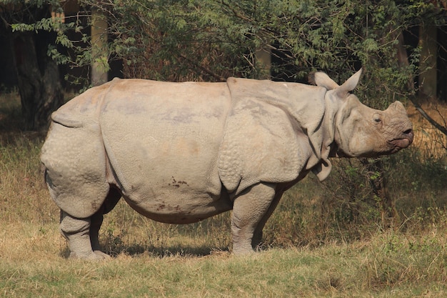 Grande rinoceronte in uno zoo