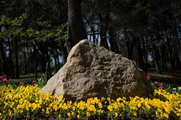 Grande roccia in giardino