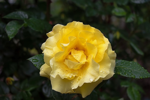 Grande rosa gialla che cresce in giardino