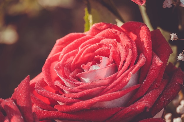 Grande rosa rossa macro