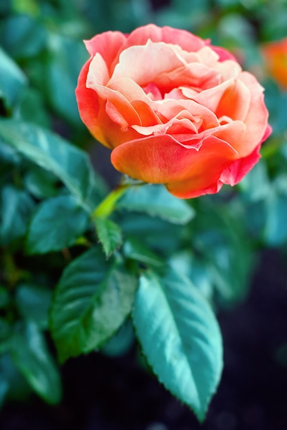 Grande rosa rossa sul cespuglio con foglie