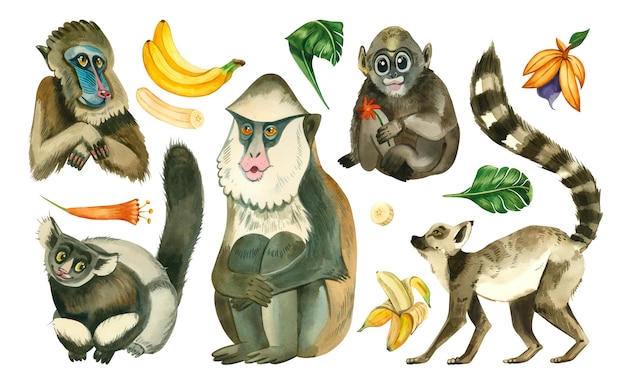 Grande serie di illustrazioni ad acquerello Scimmie nella giungla Lemuri macachi gibboni cappuccino Monas scimmia e frutta e foglie tropicali Tutti gli elementi sono dipinti a mano con acquerelli