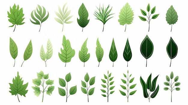 Grande set naturale di foglie verdi tropicali di foglia isolata su sfondo bianco varia diverso dall'illustrazione vettoriale botanica della pianta