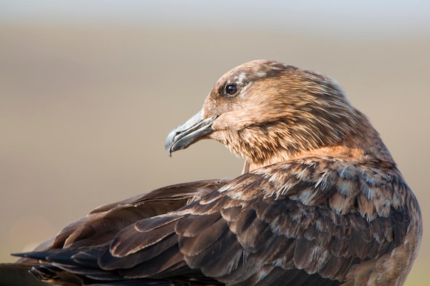 Grande Skua Catharacta skua