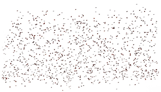 Grande stormo di uccelli su sfondo bianco