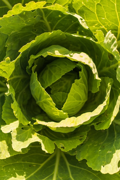 Grande testa di cavolo a foglia verde che cresce in serra