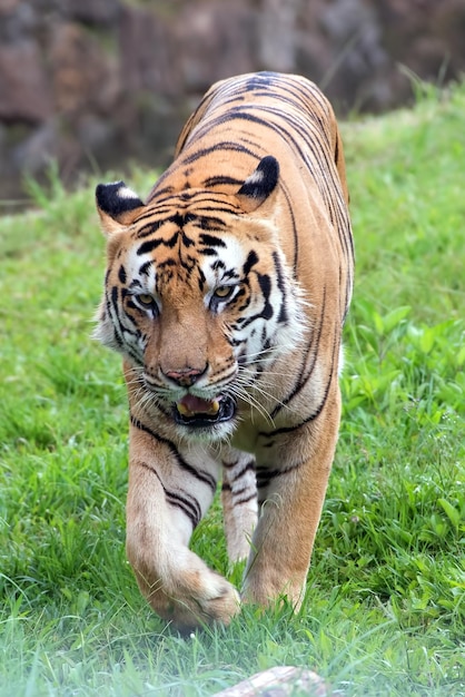 Grande tigre del Bengala che cammina sull'erba