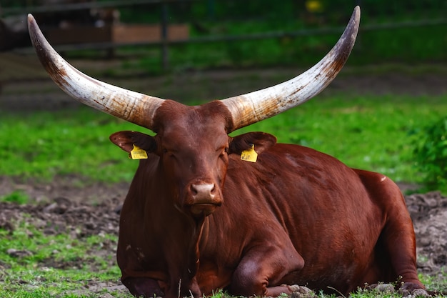 Grande toro con potenti corna dell'erba verde