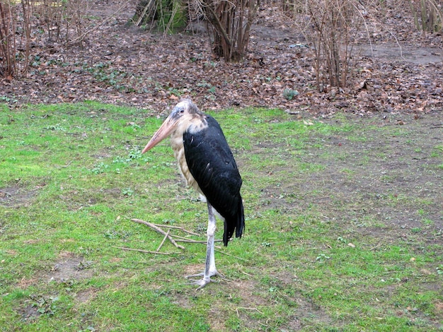 Grande uccello africano con becco lungo e gambe lunghe si trova sul prato. Marabou Leptoptilos è di cicogna