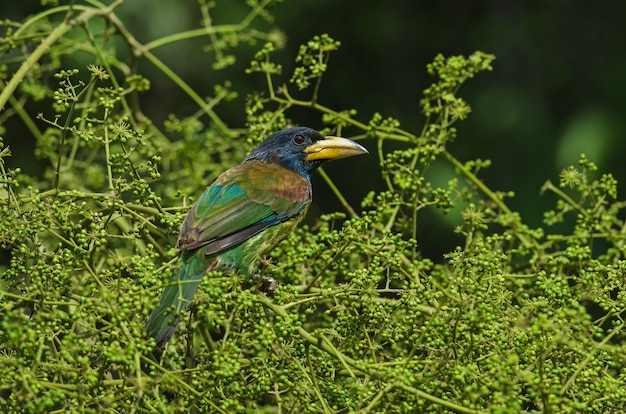 Grande uccello Barbet (Megalaima virens)