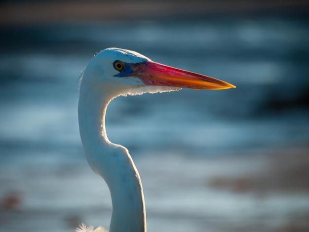 Grande uccello bianco nel sud della Florida.