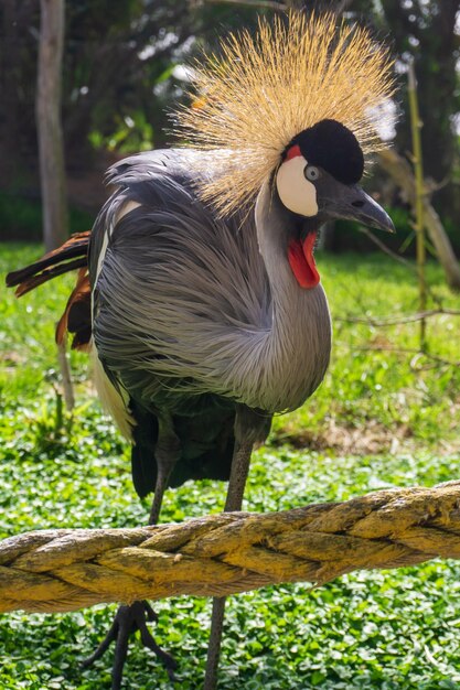 Grande uccello grigio della gru coronata africana