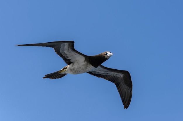 Grande uccello marino sula volante dal piumaggio prevalentemente bianco