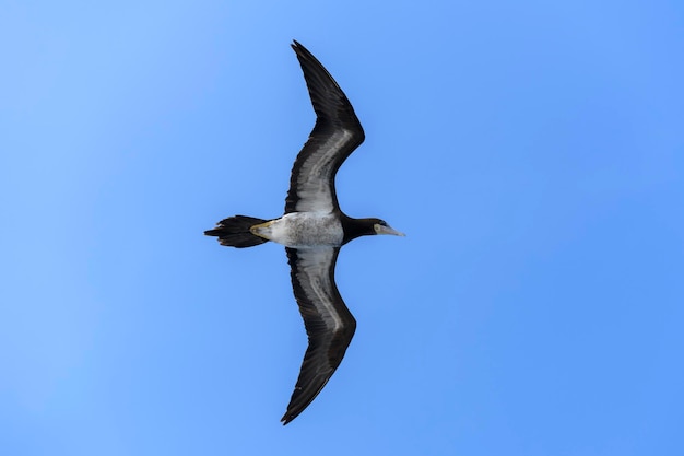 Grande uccello marino sula volante dal piumaggio prevalentemente bianco