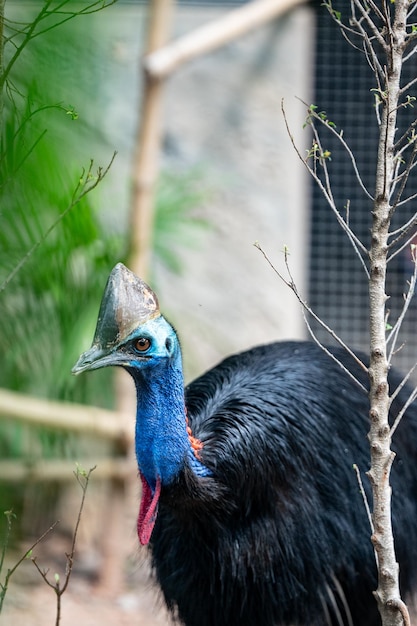 Grande uccello nero del casuario meridionale originario delle foreste tropicali