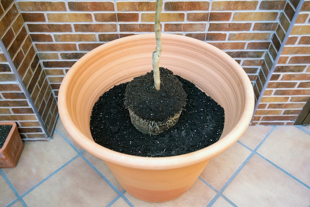 Grande vaso circolare, riempito per metà di terriccio con elementi nutritivi e un piccolo albero da piantare sopra.
